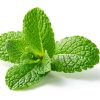 Mint,Leaf.,Fresh,Mint,On,White,Background.,Mint,Leaves,Isolated.